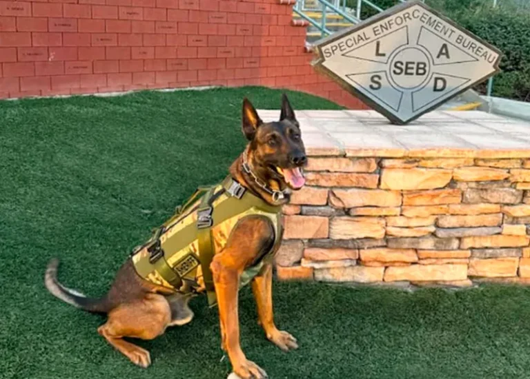 K9-Kjeld, or “Kid” as he is fondly called by his partners, has been a beloved member of the Special Enforcement Bureau team since Jan. 2023