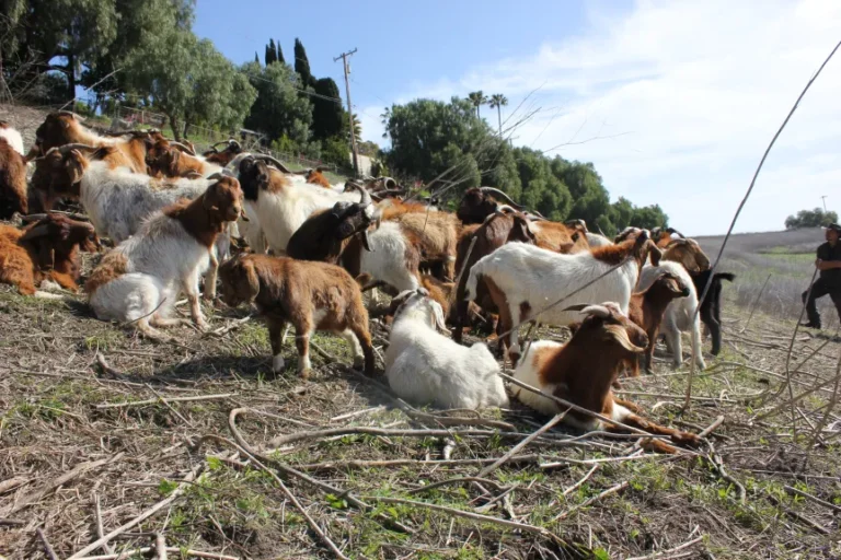 Hundreds of Goats Aid in Fre Prevention in Palos Verdes Estates
